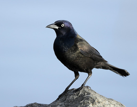 Common Grackle Quiscalus quiscula