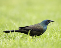 Common Grackle Quiscalus quiscula
