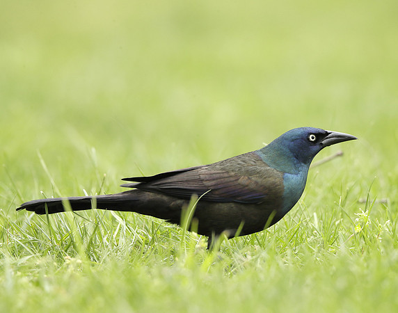 Common Grackle Quiscalus quiscula