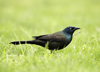 Common Grackle Quiscalus quiscula