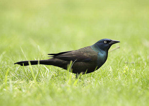 Common Grackle Quiscalus quiscula