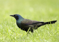 Common Grackle Quiscalus quiscula