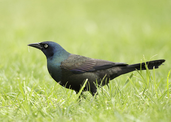 Common Grackle Quiscalus quiscula