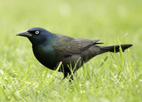 Common Grackle Quiscalus quiscula