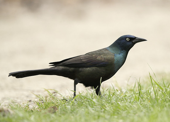 Common Grackle Quiscalus quiscula