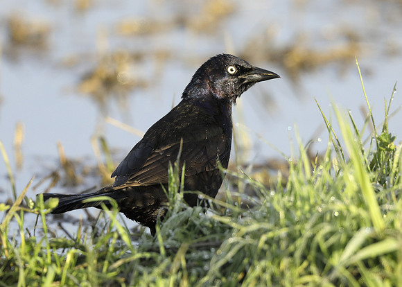 Common Grackle Quiscalus quiscula