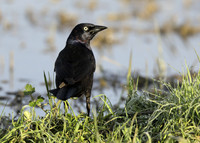 Common Grackle Quiscalus quiscula