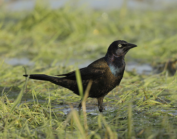 Common Grackle Quiscalus quiscula