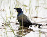 Common Grackle Quiscalus quiscula