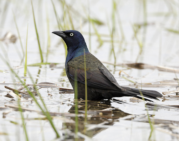Common Grackle Quiscalus quiscula