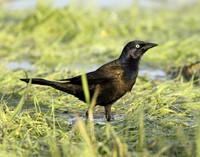 Common Grackle Quiscalus quiscula