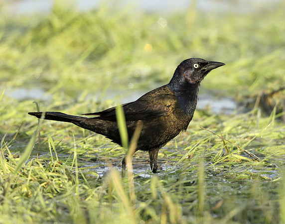 Common Grackle Quiscalus quiscula