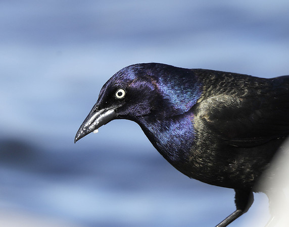Common Grackle Quiscalus quiscula