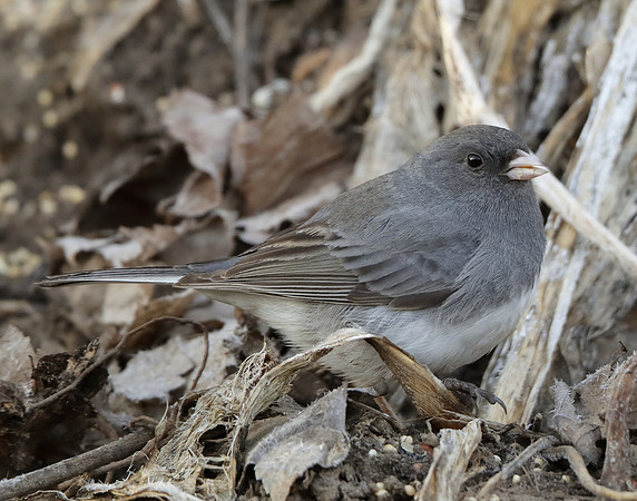 Dark-eyed Junco Junco hyemalis