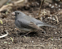 Dark-eyed Junco Junco hyemalis