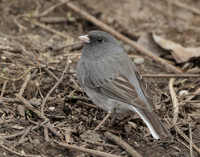 Dark-eyed Junco Junco hyemalis