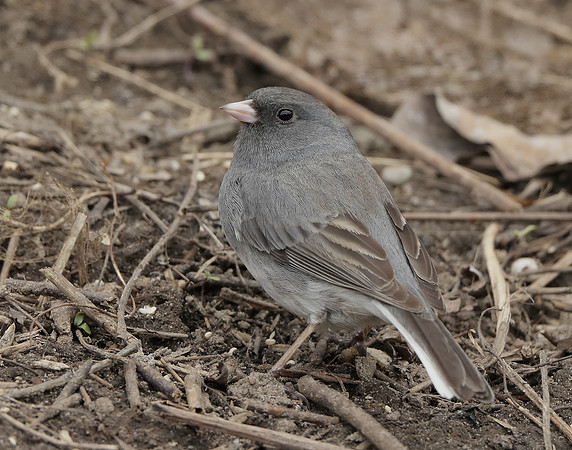 Dark-eyed Junco Junco hyemalis