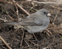 Dark-eyed Junco Junco hyemalis