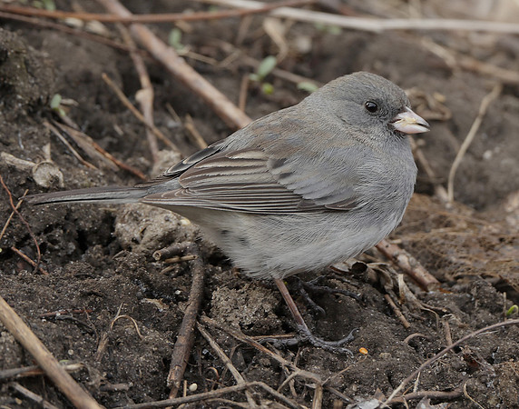 Dark-eyed Junco Junco hyemalis