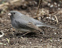 Dark-eyed Junco Junco hyemalis