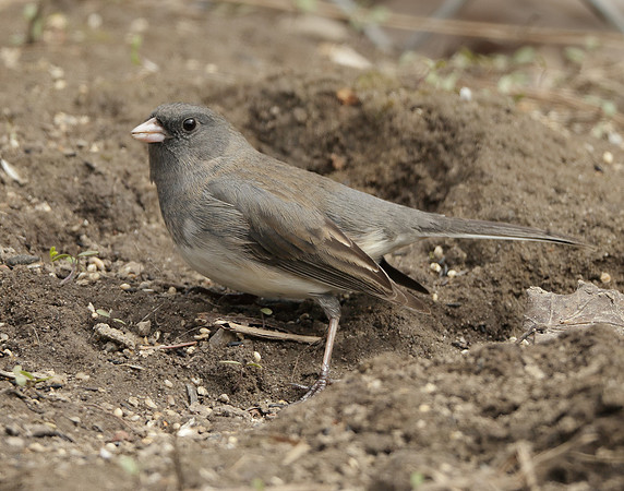 Dark-eyed Junco Junco hyemalis