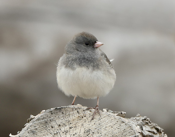 Dark-eyed Junco Junco hyemalis