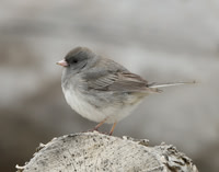 Dark-eyed Junco Junco hyemalis