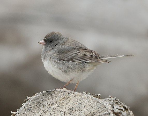Dark-eyed Junco Junco hyemalis