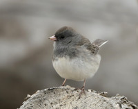 Dark-eyed Junco Junco hyemalis