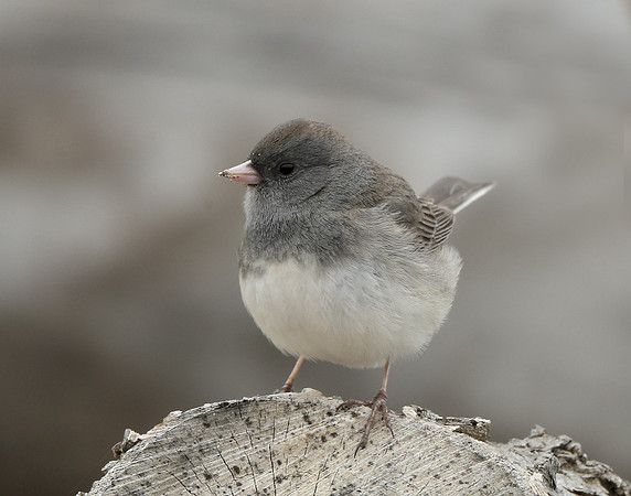 Dark-eyed Junco Junco hyemalis