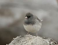 Dark-eyed Junco Junco hyemalis