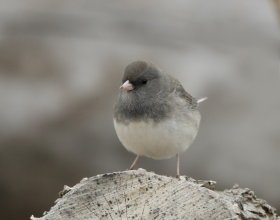 Dark-eyed Junco Junco hyemalis