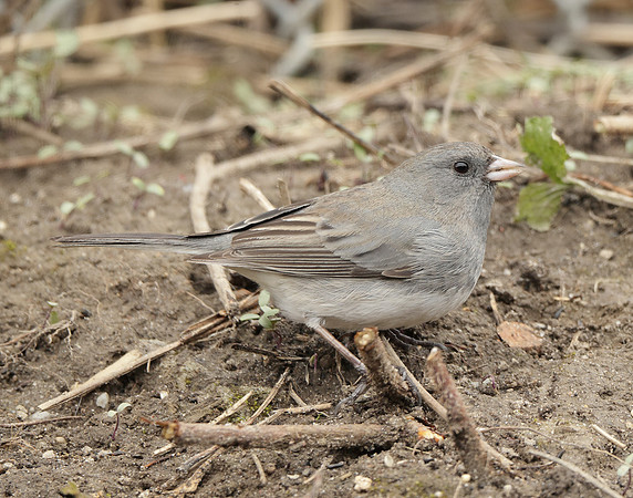 Dark-eyed Junco Junco hyemalis