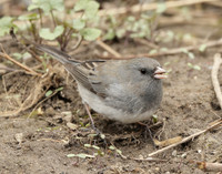 Dark-eyed Junco Junco hyemalis