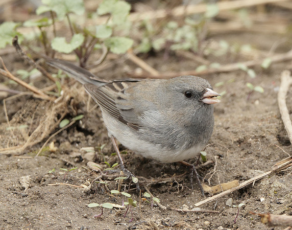 Dark-eyed Junco Junco hyemalis