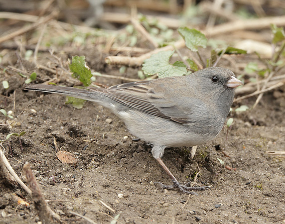 Dark-eyed Junco Junco hyemalis