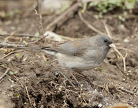 Dark-eyed Junco Junco hyemalis
