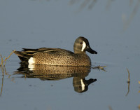 Blue-winged Teal Spatula discors