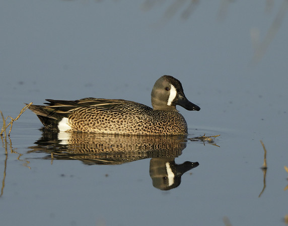 Blue-winged Teal Spatula discors