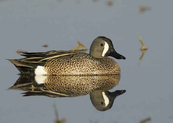 Blue-winged Teal Spatula discors