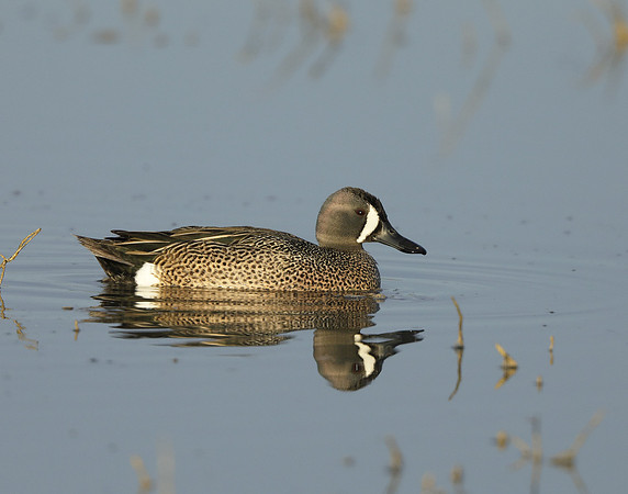 Blue-winged Teal Spatula discors