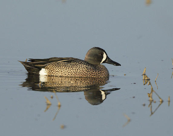 Blue-winged Teal Spatula discors