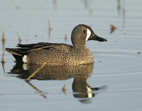 Blue-winged Teal Spatula discors