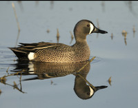 Blue-winged Teal Spatula discors