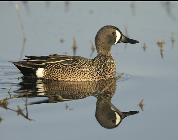 Blue-winged Teal Spatula discors