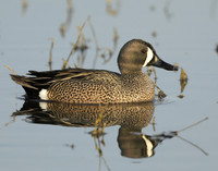 Blue-winged Teal Spatula discors