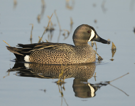 Blue-winged Teal Spatula discors