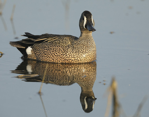 Blue-winged Teal Spatula discors