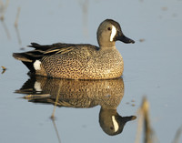 Blue-winged Teal Spatula discors