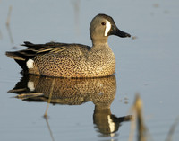 Blue-winged Teal Spatula discors